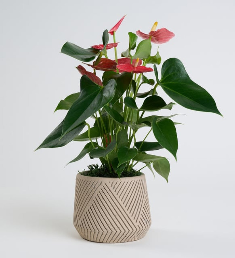 Geometrik Çizgi Desenli Saksıda Antoryum Bitkisi