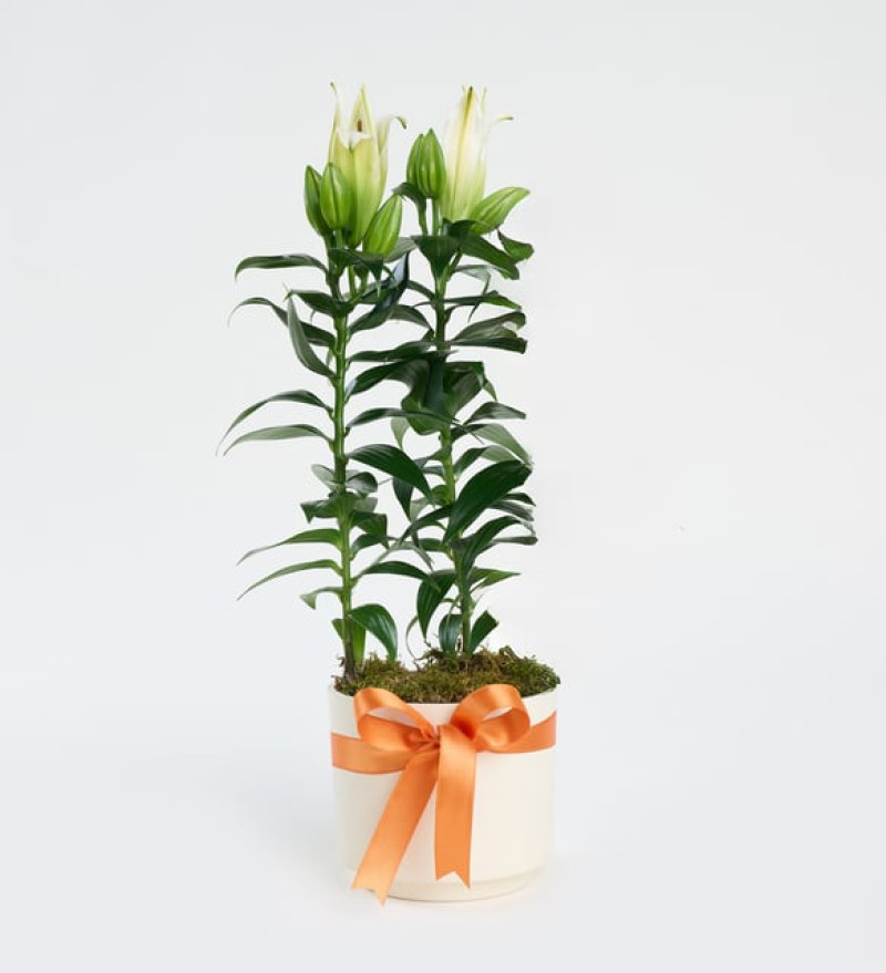 Beyaz Beton Saksıda Beyaz Lilyum