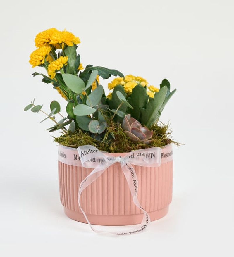 Kiremit Saksıda Sarı Kalanchoe ve Echeveria